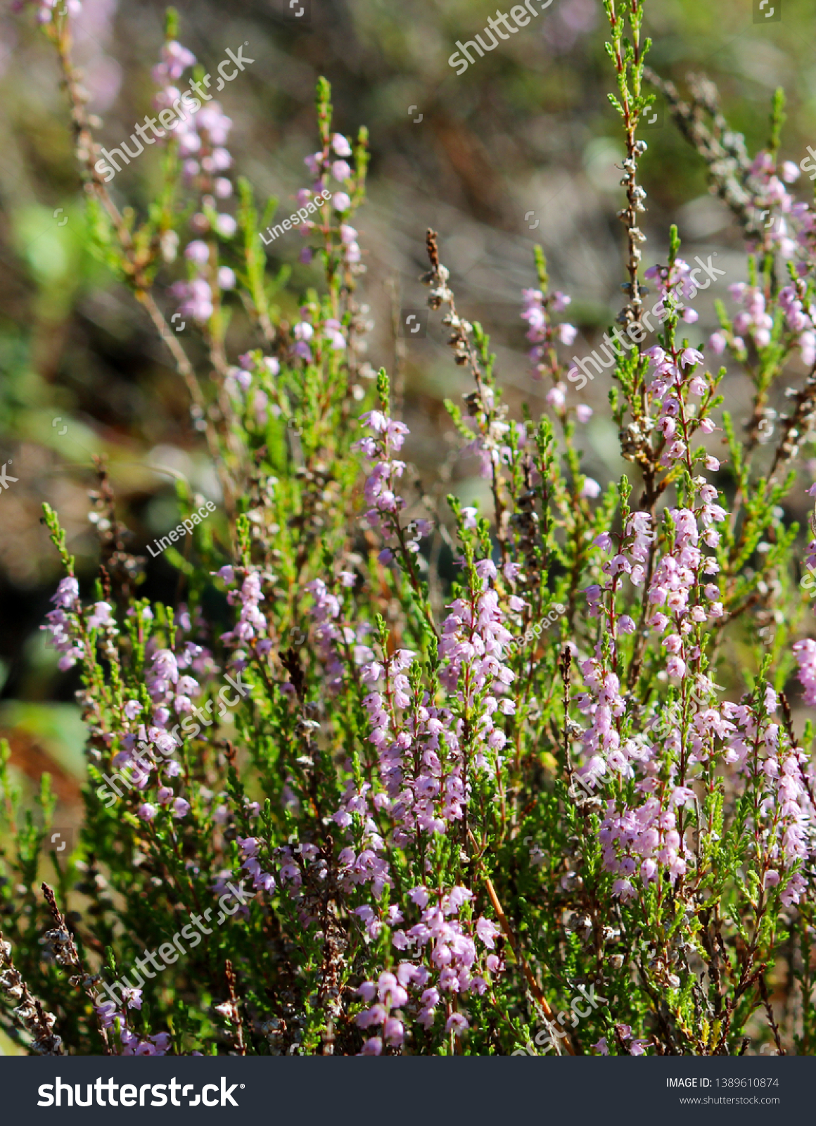 Bush purple scotch heather. Heather flowers pink Calluna vulgaris. #1389610874