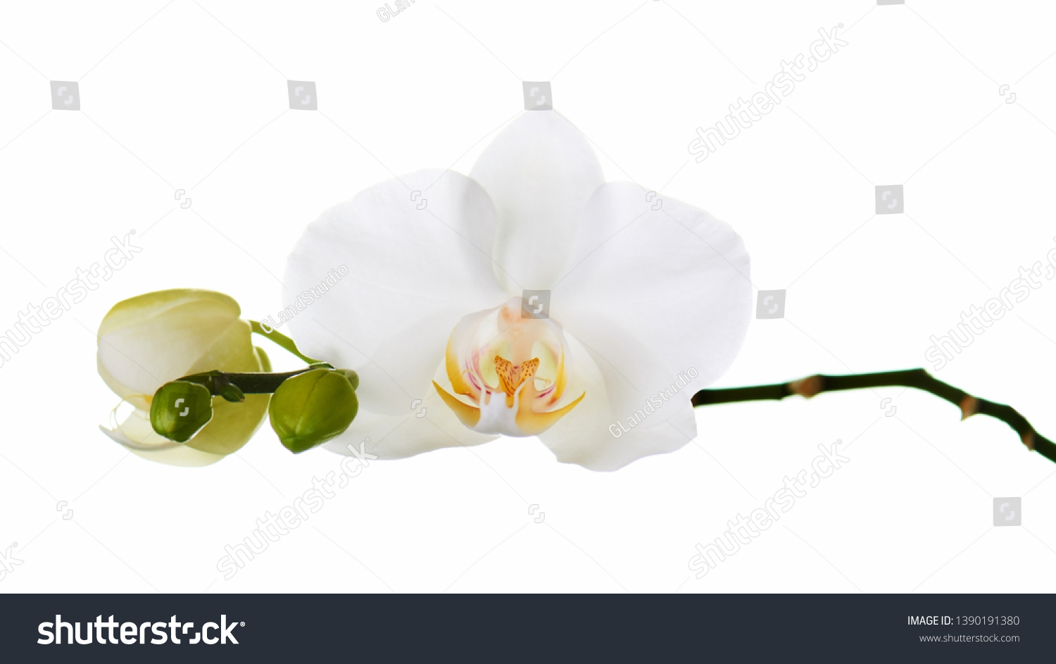 Orchid isolated on white background. Closeup. #1390191380