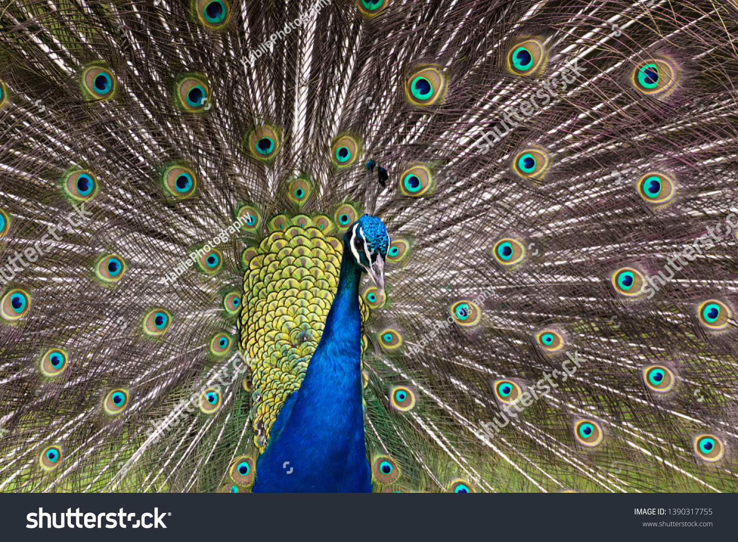 Peacock display his brightly coloured plumage #1390317755