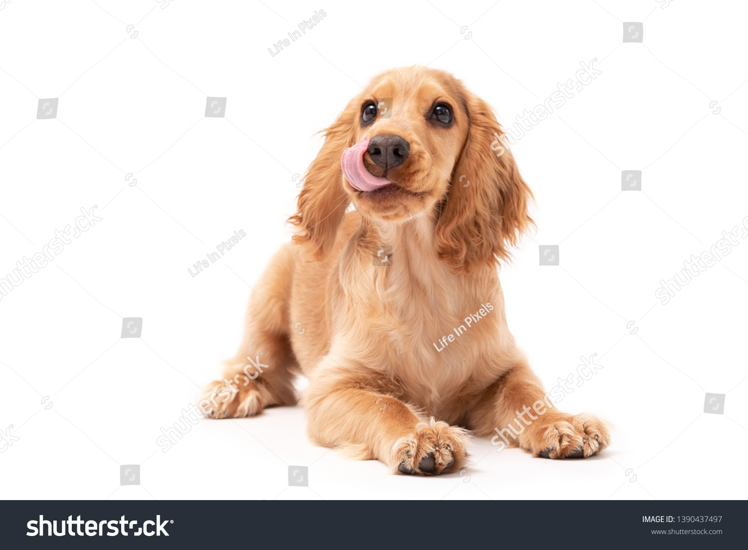 Cocker Spaniel puppy dog laying down and licking his lips isolated against a white background #1390437497