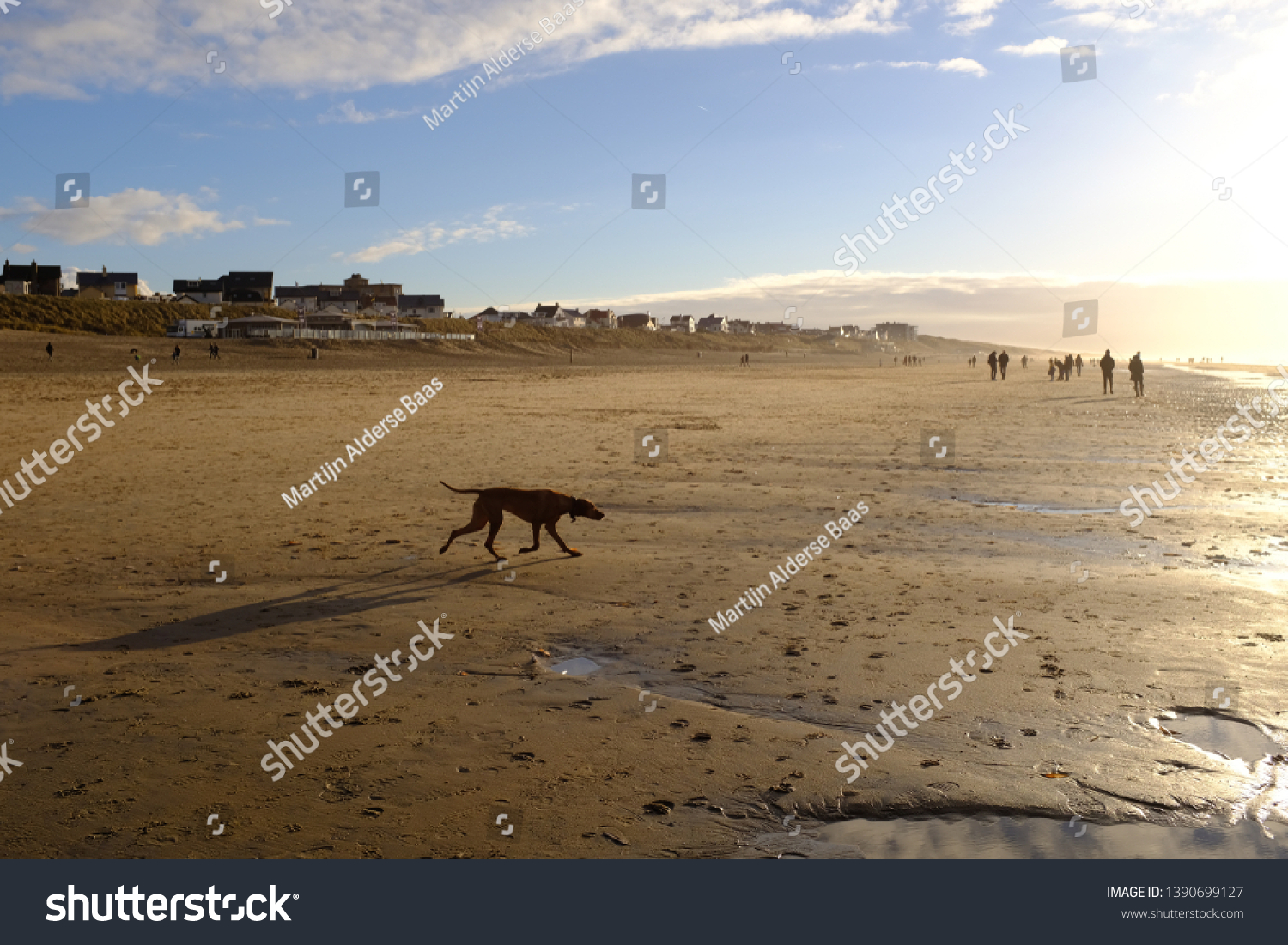 Dog playing on sunny Amsterdam beach Zandvoort on a clear winter day #1390699127