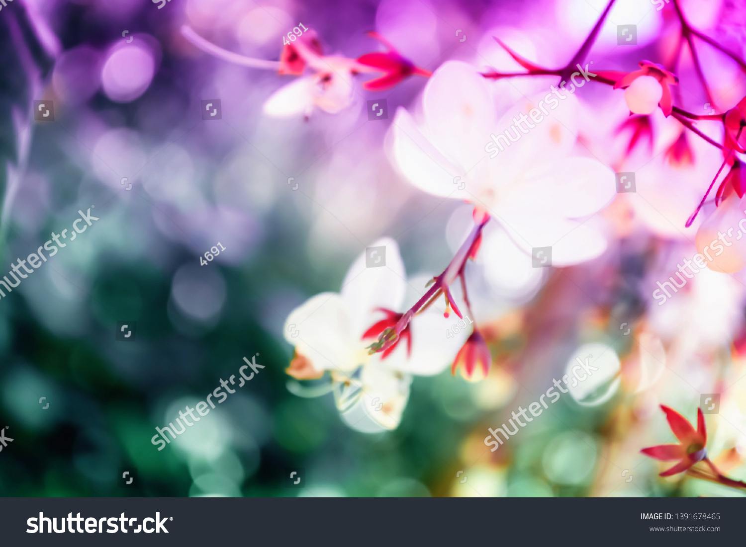 Soft focus small white flower with colorful bokeh spring of nature background #1391678465