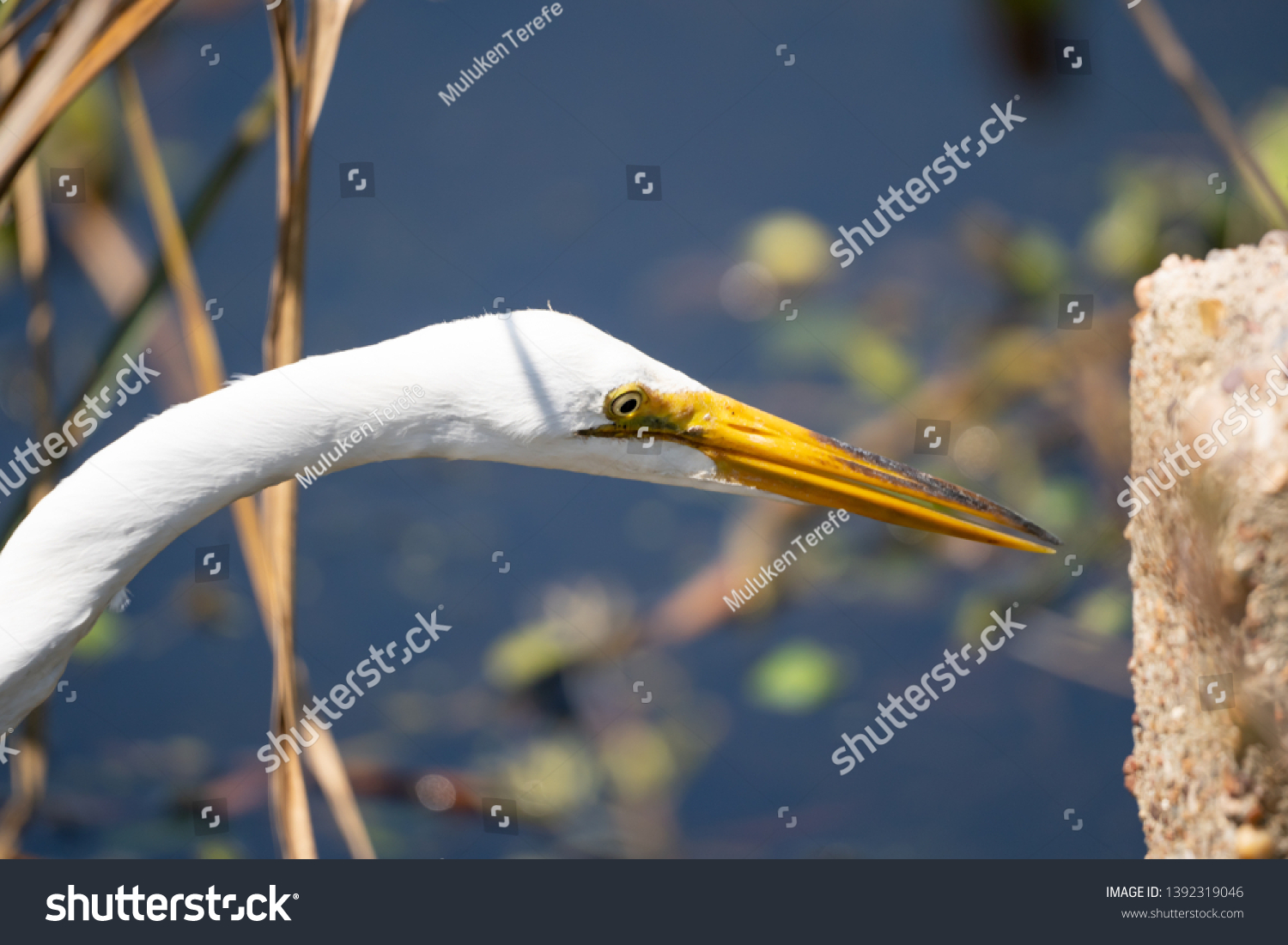 Great Egret focusing to fish #1392319046