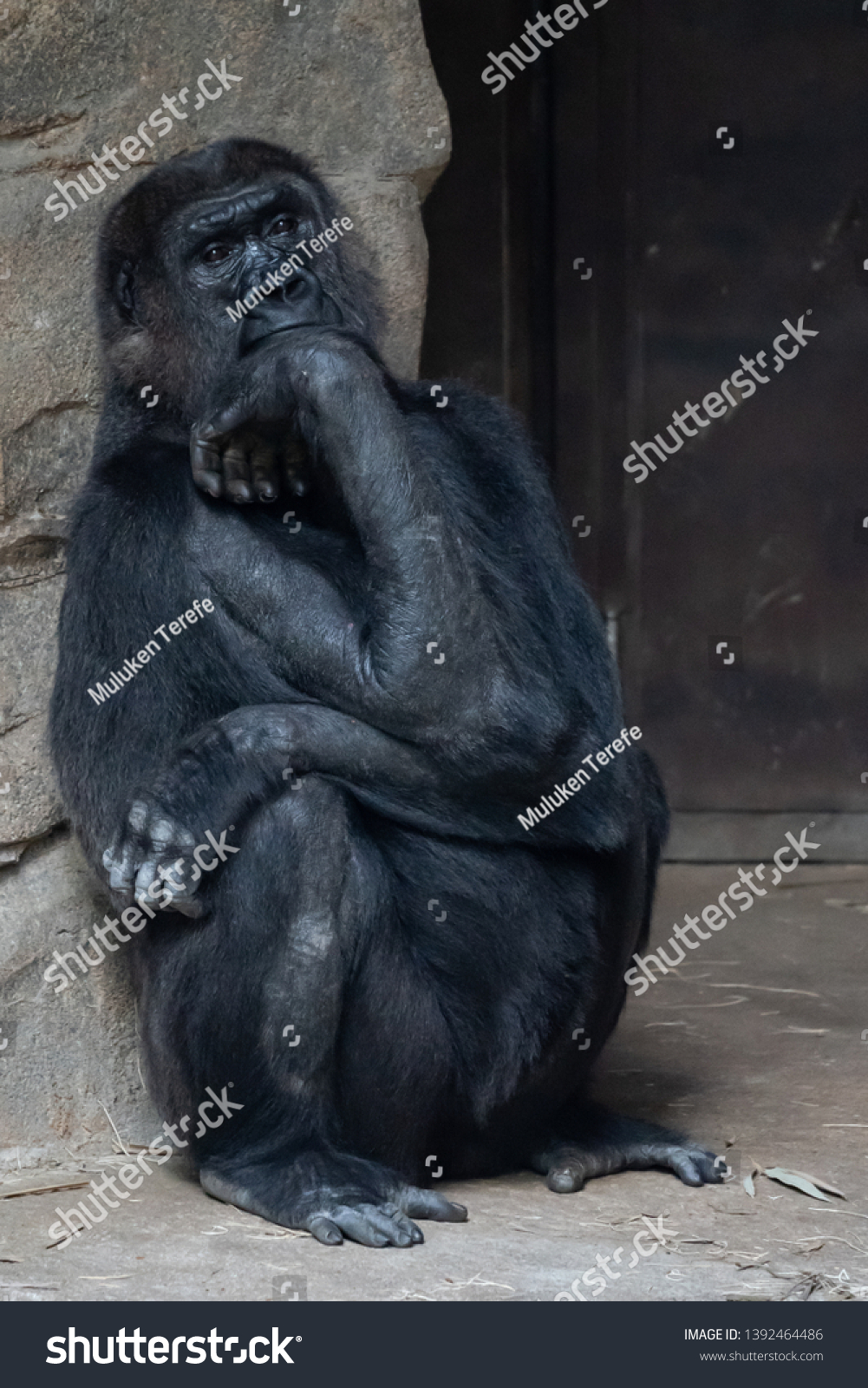 gorilla with a very sad facial expression  #1392464486