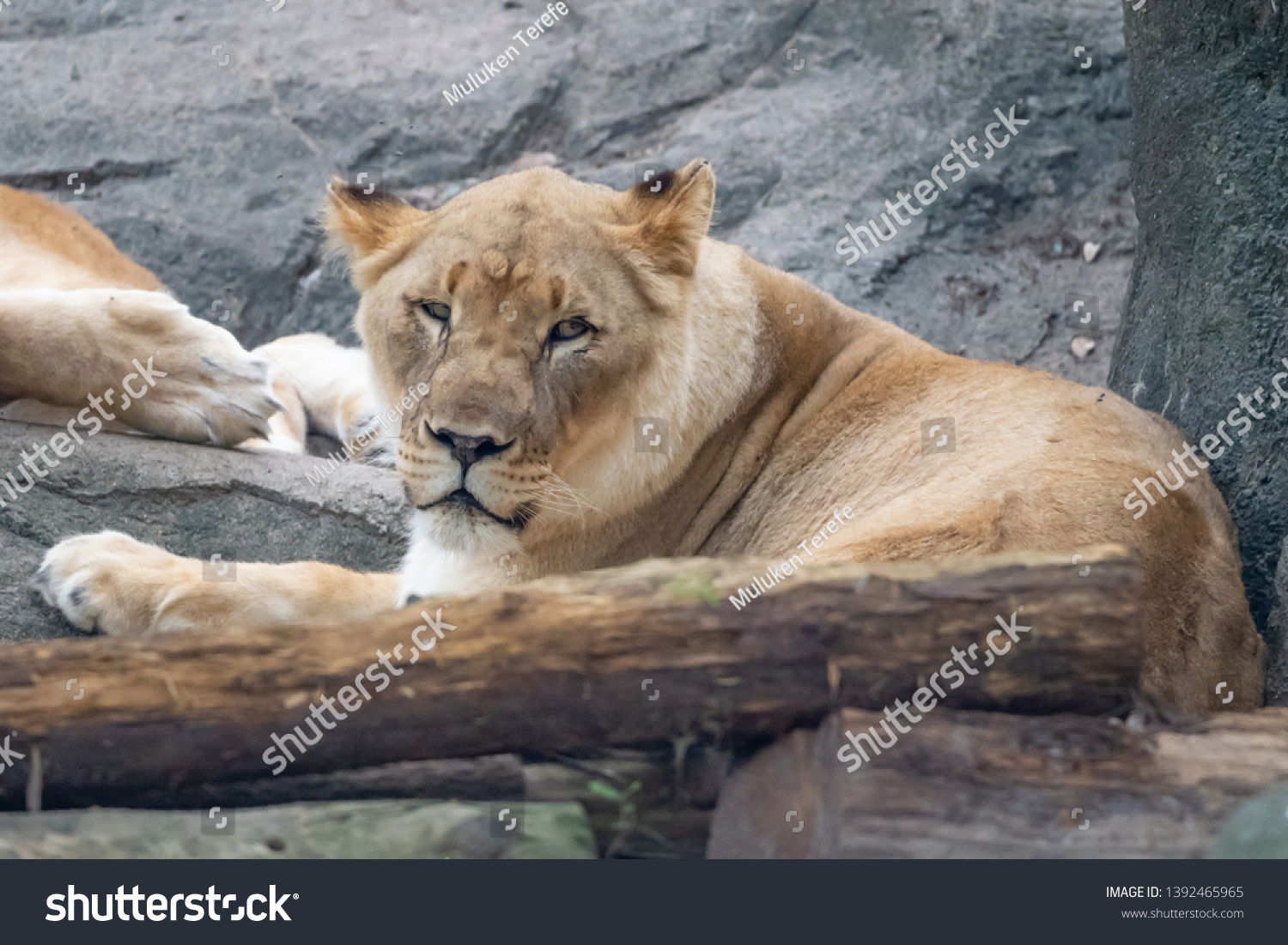 Lion sitting for a break #1392465965