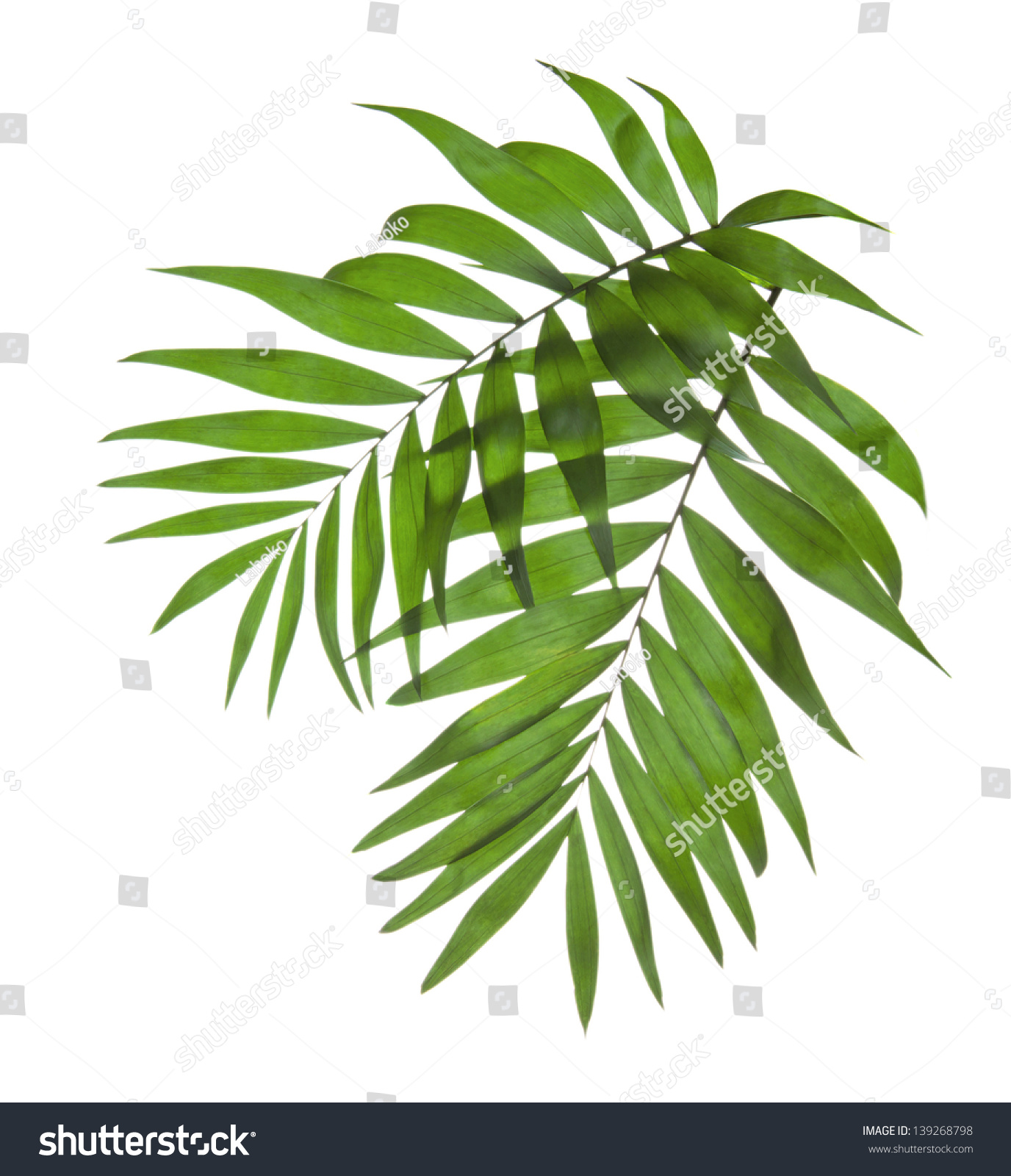 Two leaves of a palm tree isolated on white #139268798
