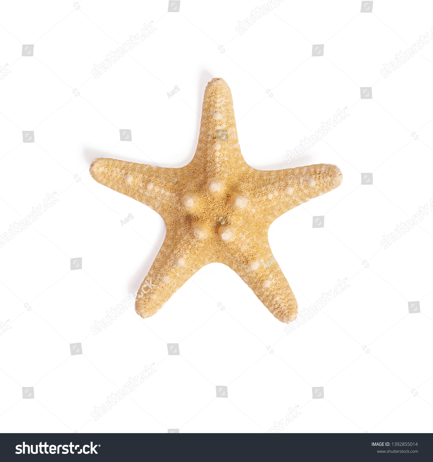 Isolated starfish on white background.Top view #1392855014