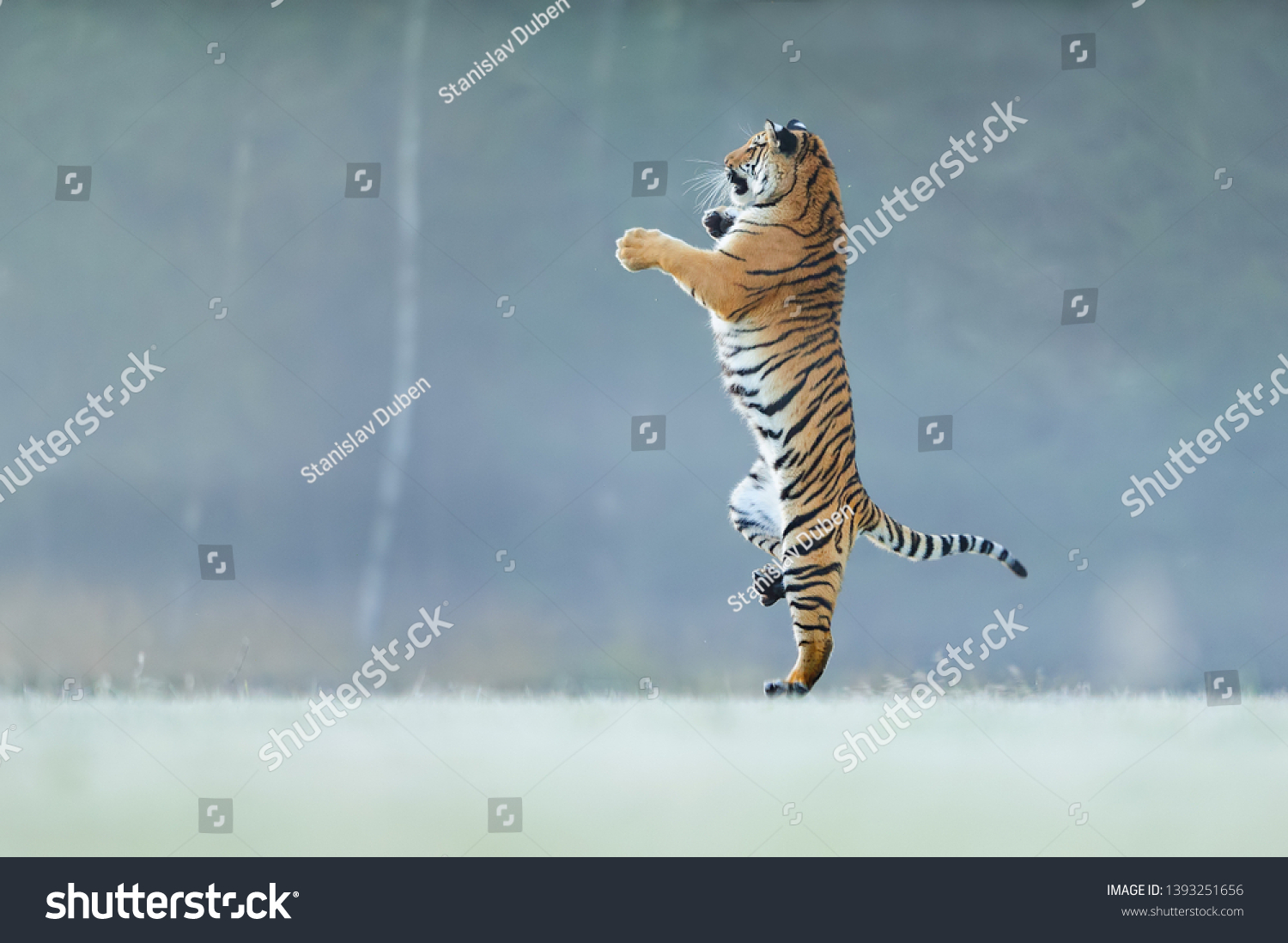 Tiger standing on back paws. Not typicall pose for big cat. Dancing tiger. Amur tiger. Panthera tigris altaica. #1393251656