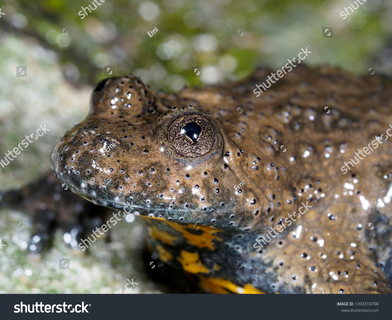 Yellow-bellied toad, Bombina variegata, Bulgaria, April 2019 #1393310708