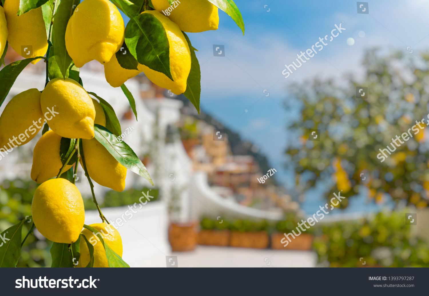 Lemon garden in Italian Amalfi coast ready for harvest. Bunches of fresh yellow ripe lemons with green leaves. #1393797287
