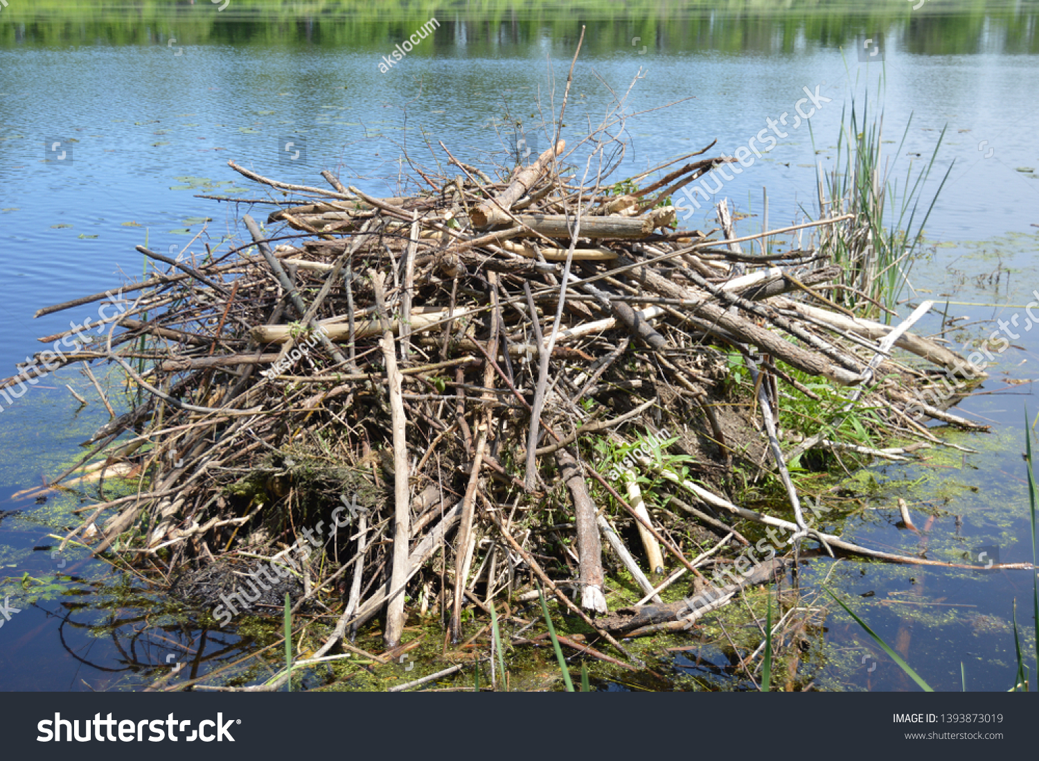 Beaver dens are useful for protection from predators and must be sturdy enough to withstand the elements.  #1393873019