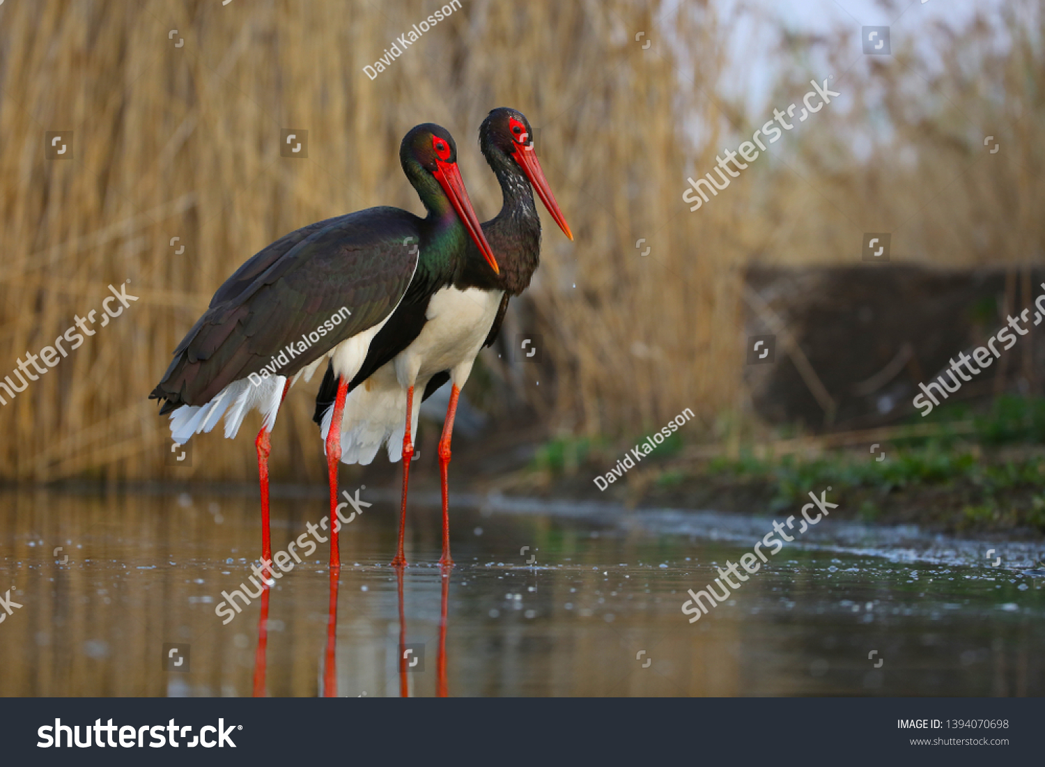 Two storks in spring during a period of trust,Black stork (Ciconia nigra) fishing on the lake #1394070698