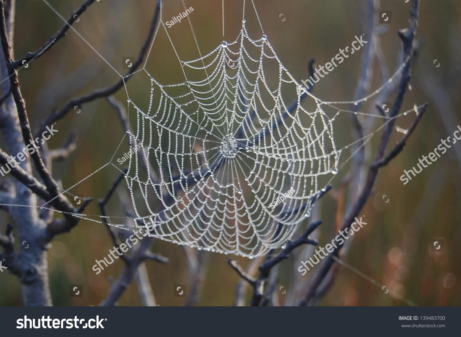 Spiders web with morning dew #139483700