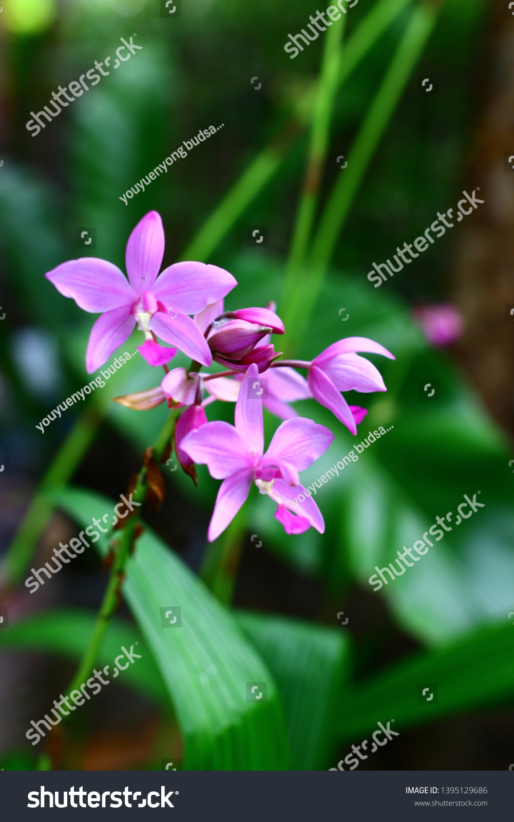 Geodorum The trunk has an oval head or oval-shaped oval shape. With clear articulate lines, flowering pink, blossoming, blooming, bouquet ,in THAILAND. #1395129686