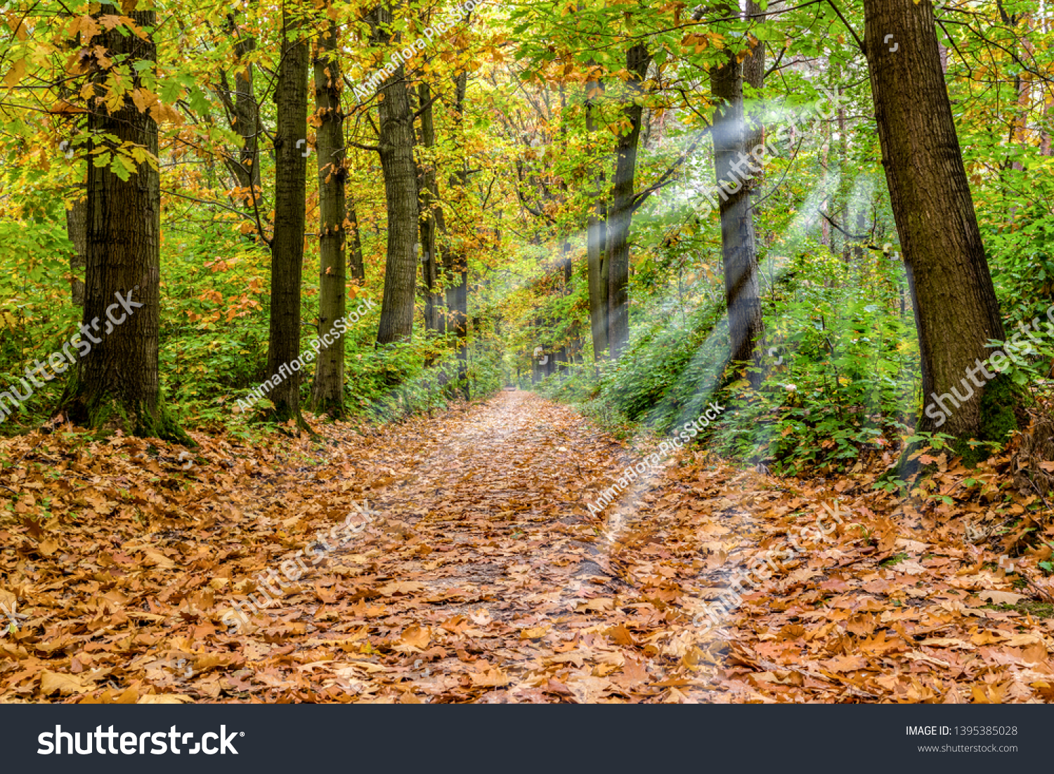 Forest with sunbeams in golden autumn #1395385028