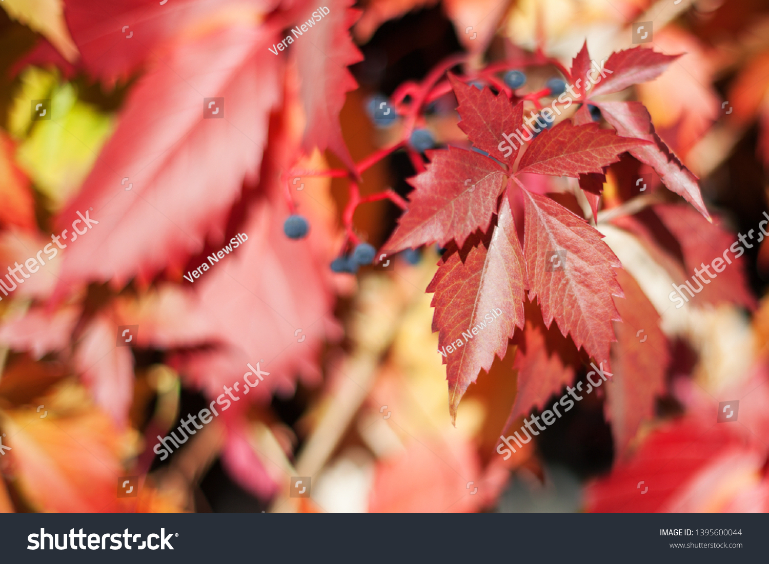 Red girlish grape leaves on blurred background close up, colorful autumn orange leaves, fall season yellow foliage, autumnal nature design, Parthenocissus, Virginia creeper climber plant, copy space #1395600044