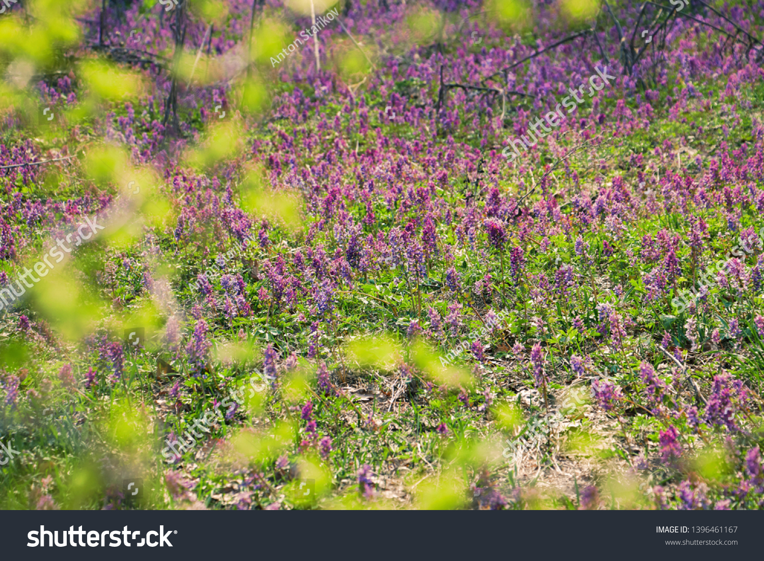 Flowering Corydalis in forest clearings #1396461167