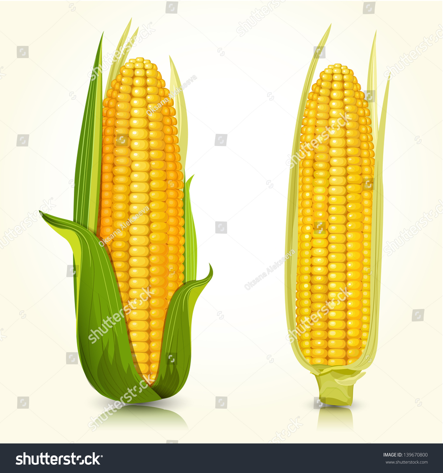 Ripe corn on the cob #139670800