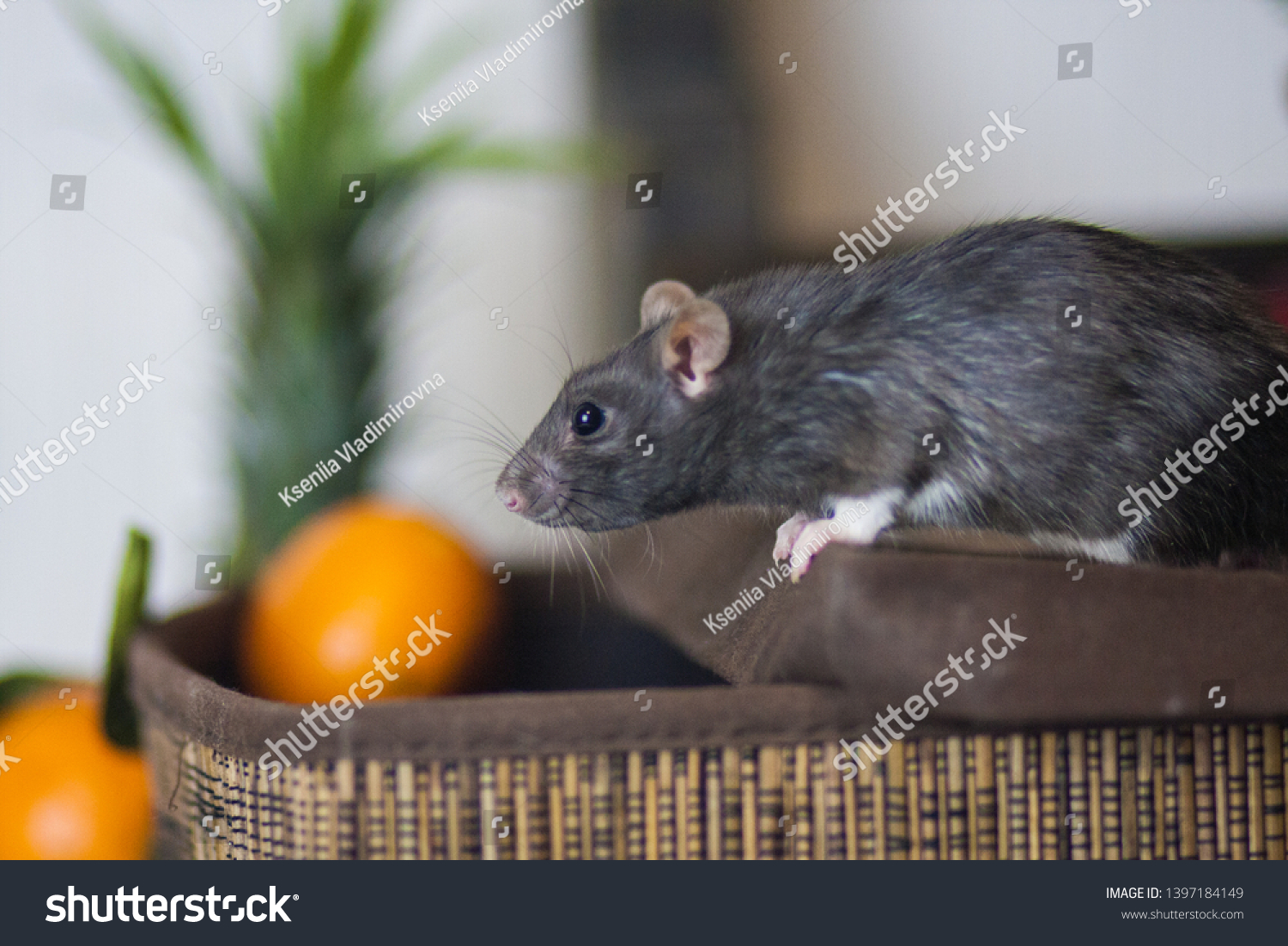Fruit warehouse. Gray mouse. Gray rat Gray mouse steals food. The gray rat eats fruit. #1397184149
