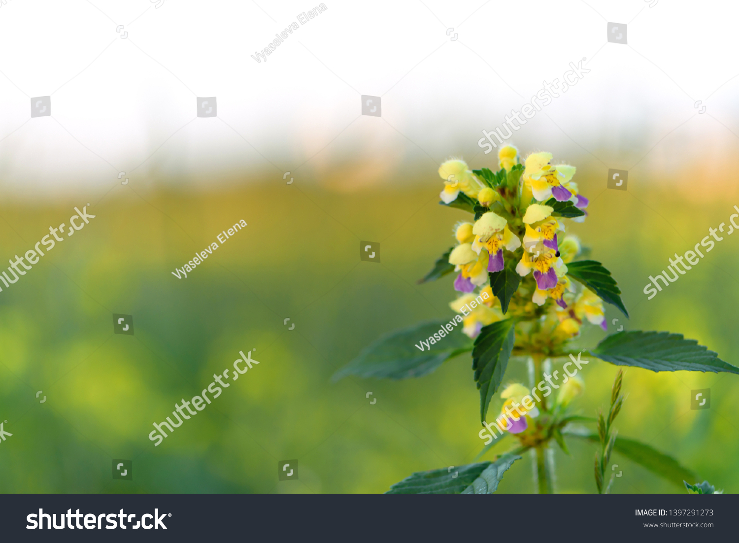 Summer yellow flowers Antirrhinum on the meadow. Wildflower meadow, flower meadow, wildflowers #1397291273