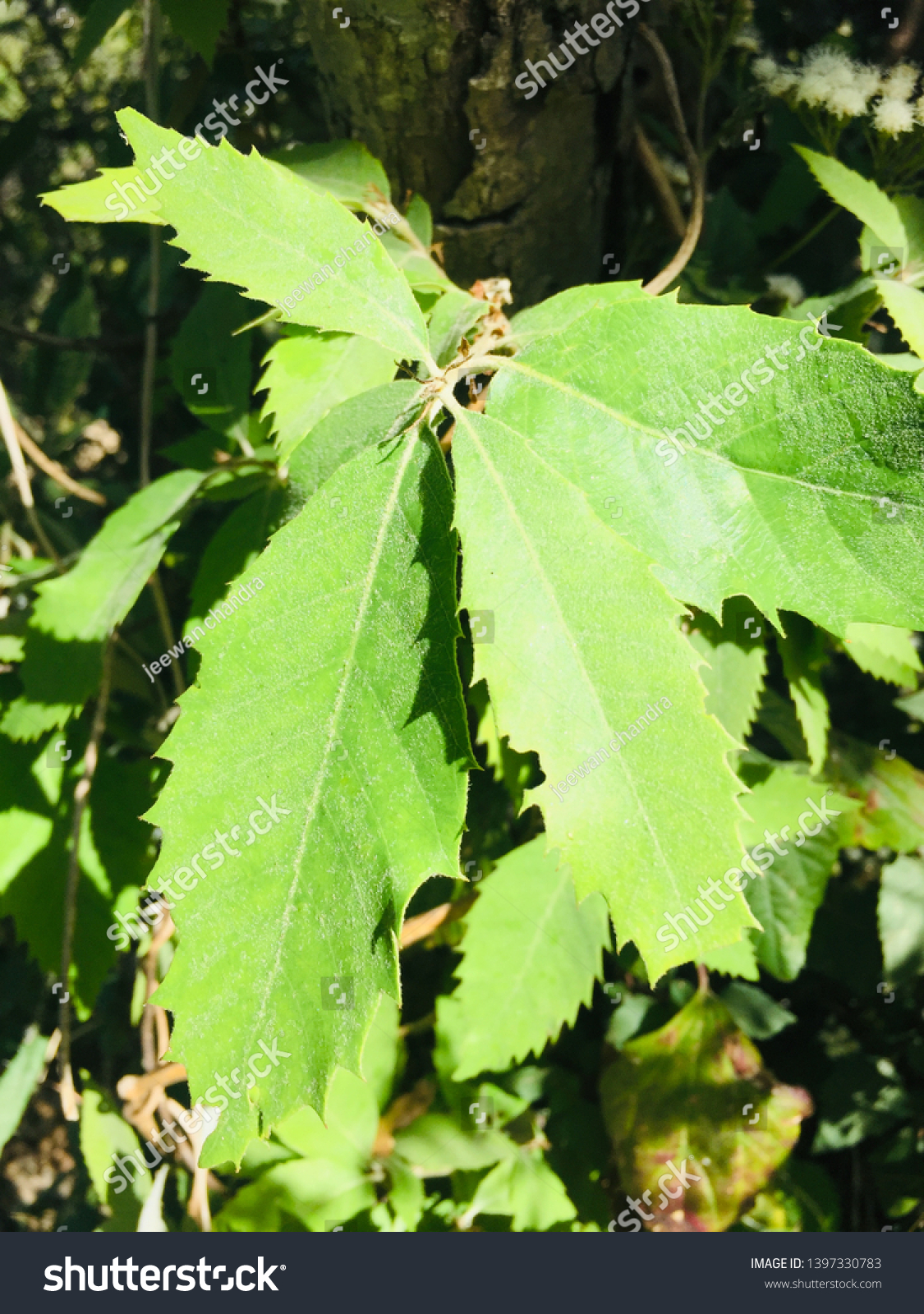 Green Leaf brunch of Banj oak (Quercus leucotrichophora) tree #1397330783