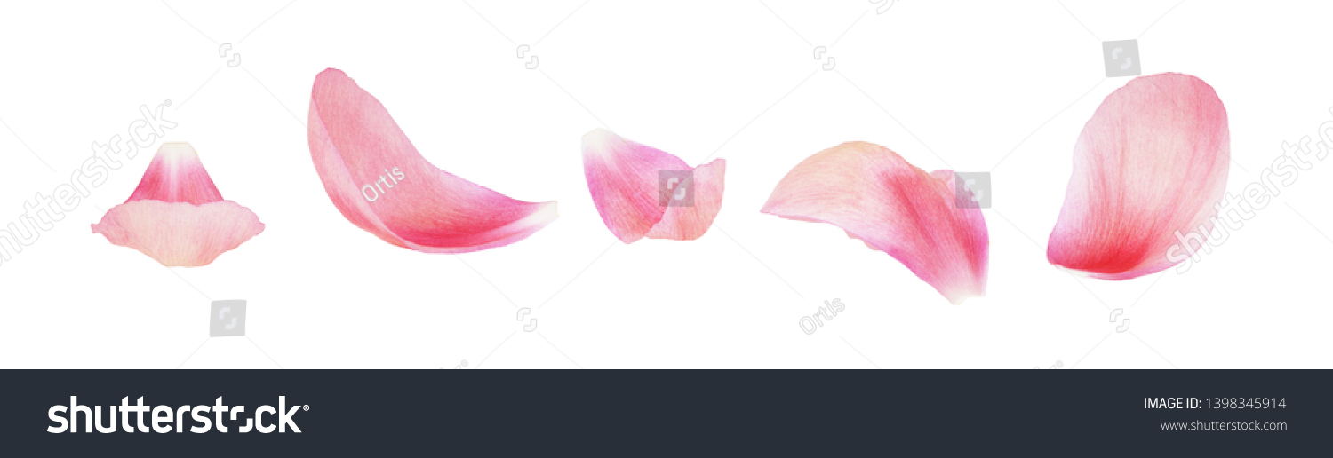 Set of pink peony petals isolated on white #1398345914