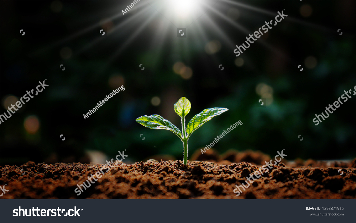 Small trees that grow in nature and morning light Concepts Earth Day #1398871916