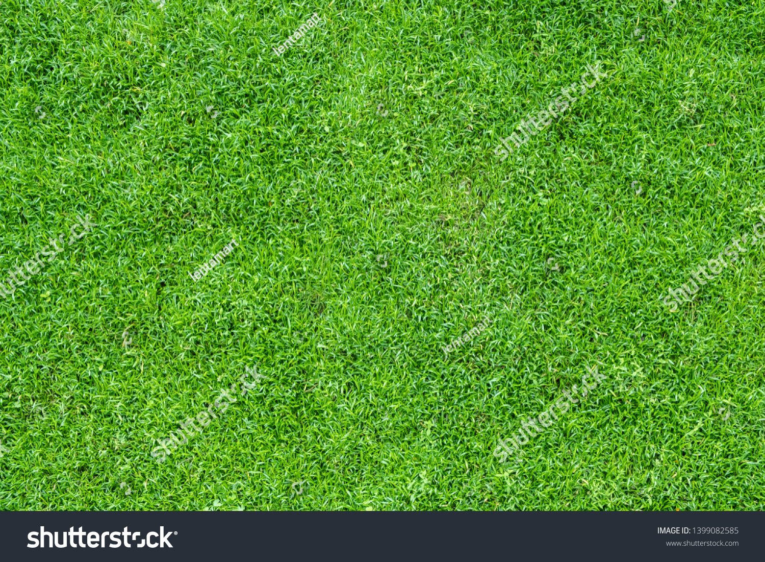 Top view of green grass  #1399082585