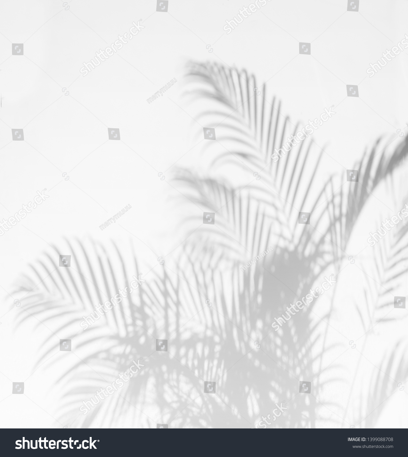 Gray shadow of palm leaves on palm tree abstract background   falling on white concrete wall 
 #1399088708