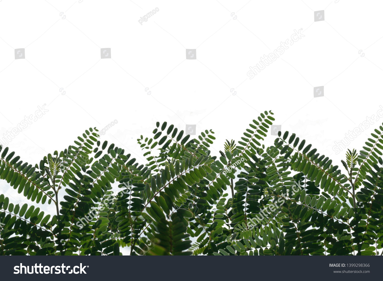 White foliage background and foliage #1399298366