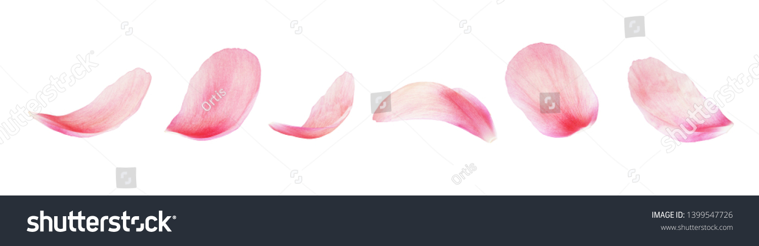 Set of pink peony petals isolated on white #1399547726
