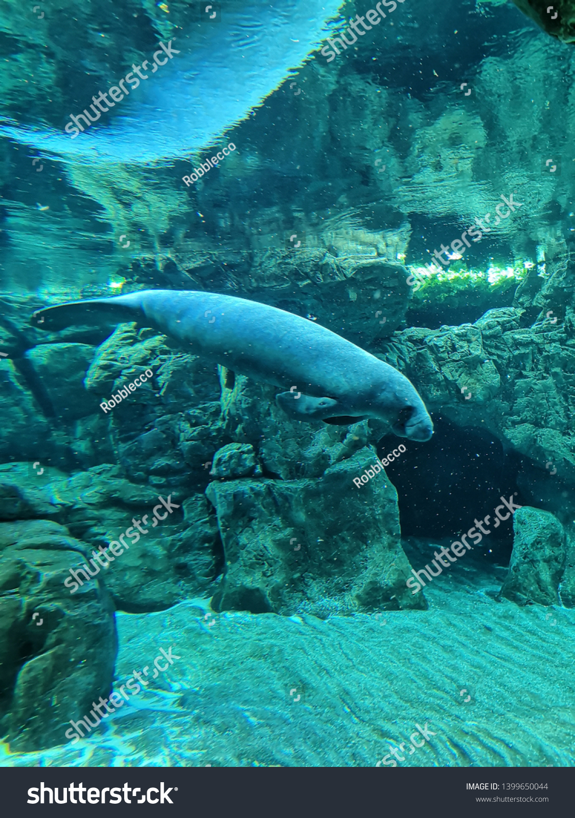 Aquarium and Marine organisms, marine life #1399650044