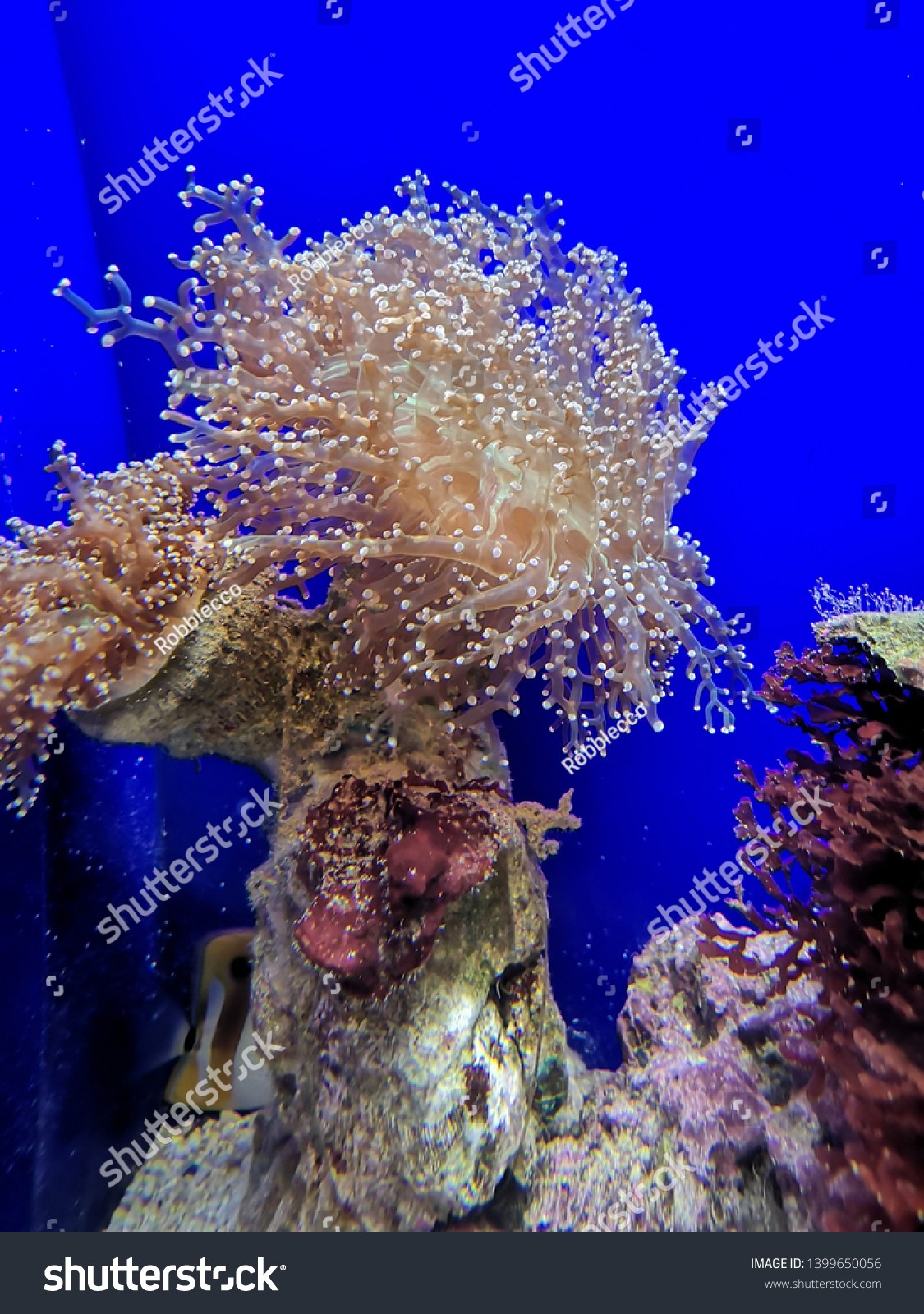 Aquarium and Marine organisms, marine life #1399650056