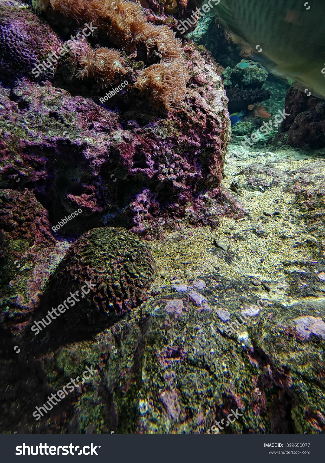Aquarium and Marine organisms, marine life #1399650077