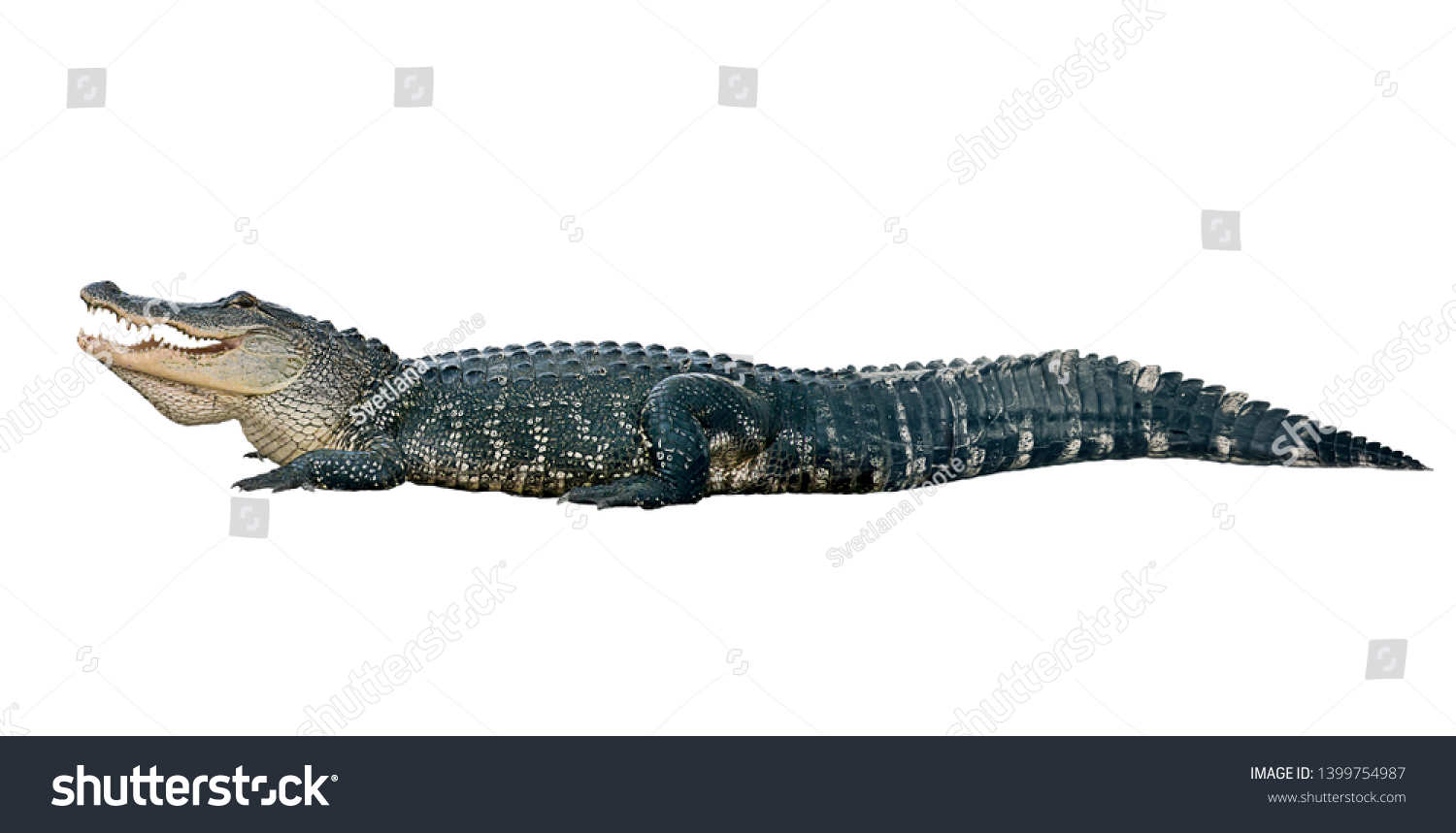 American alligator isolated on white background #1399754987