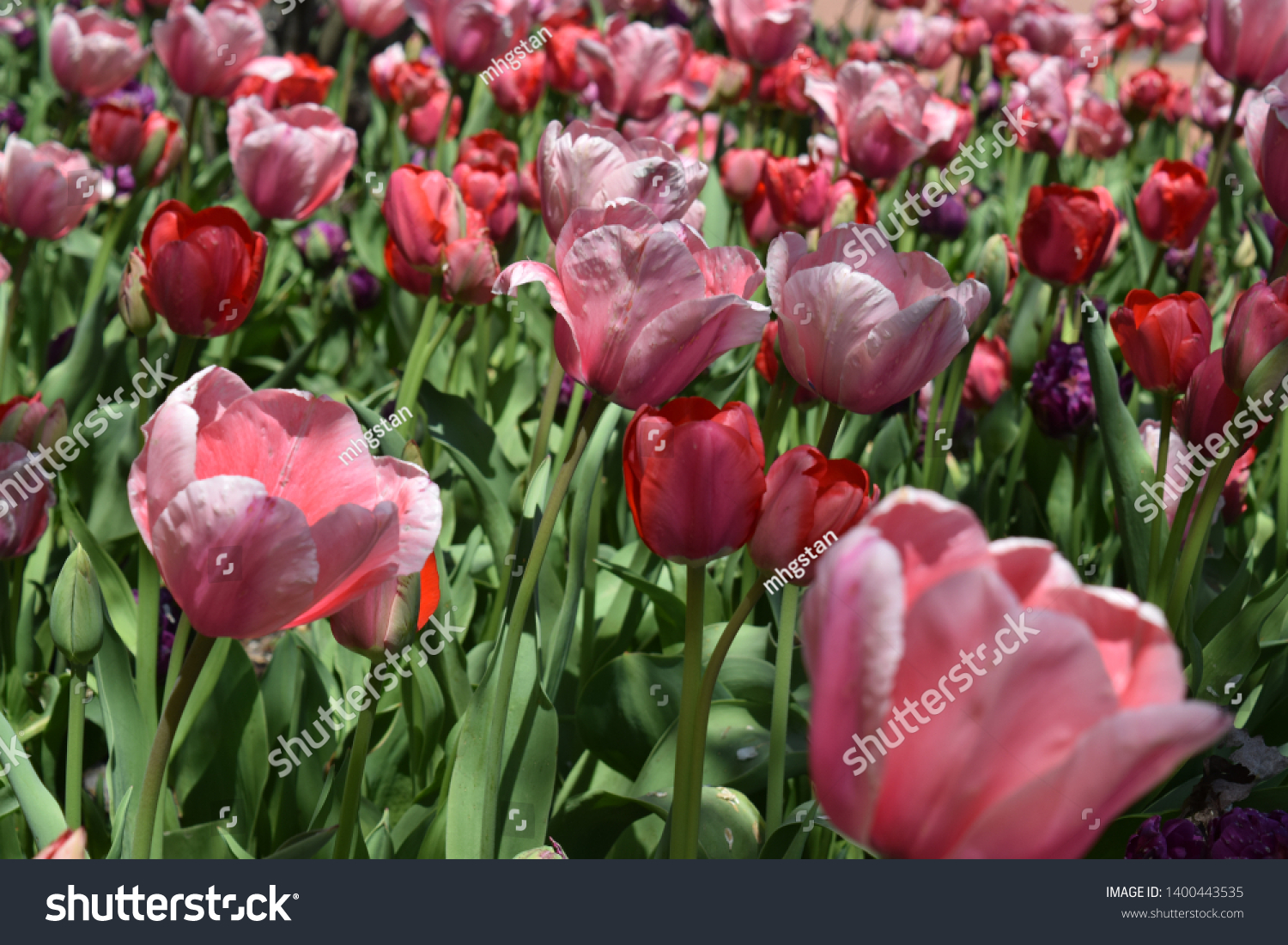 field of pink tulips in the park #1400443535