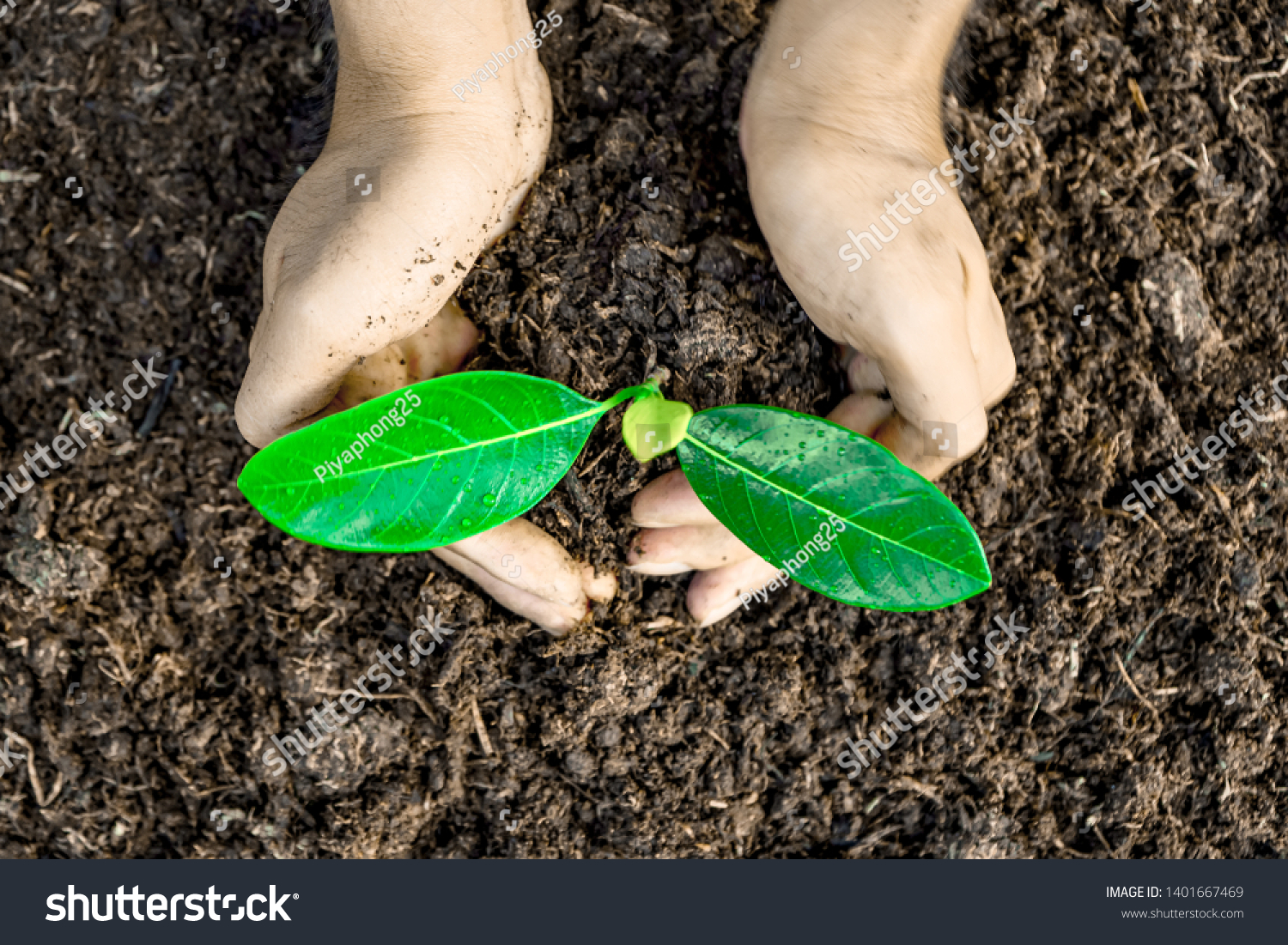 Close-up photos of planting tree seedlings, natural conservation concepts to reduce global warming. #1401667469