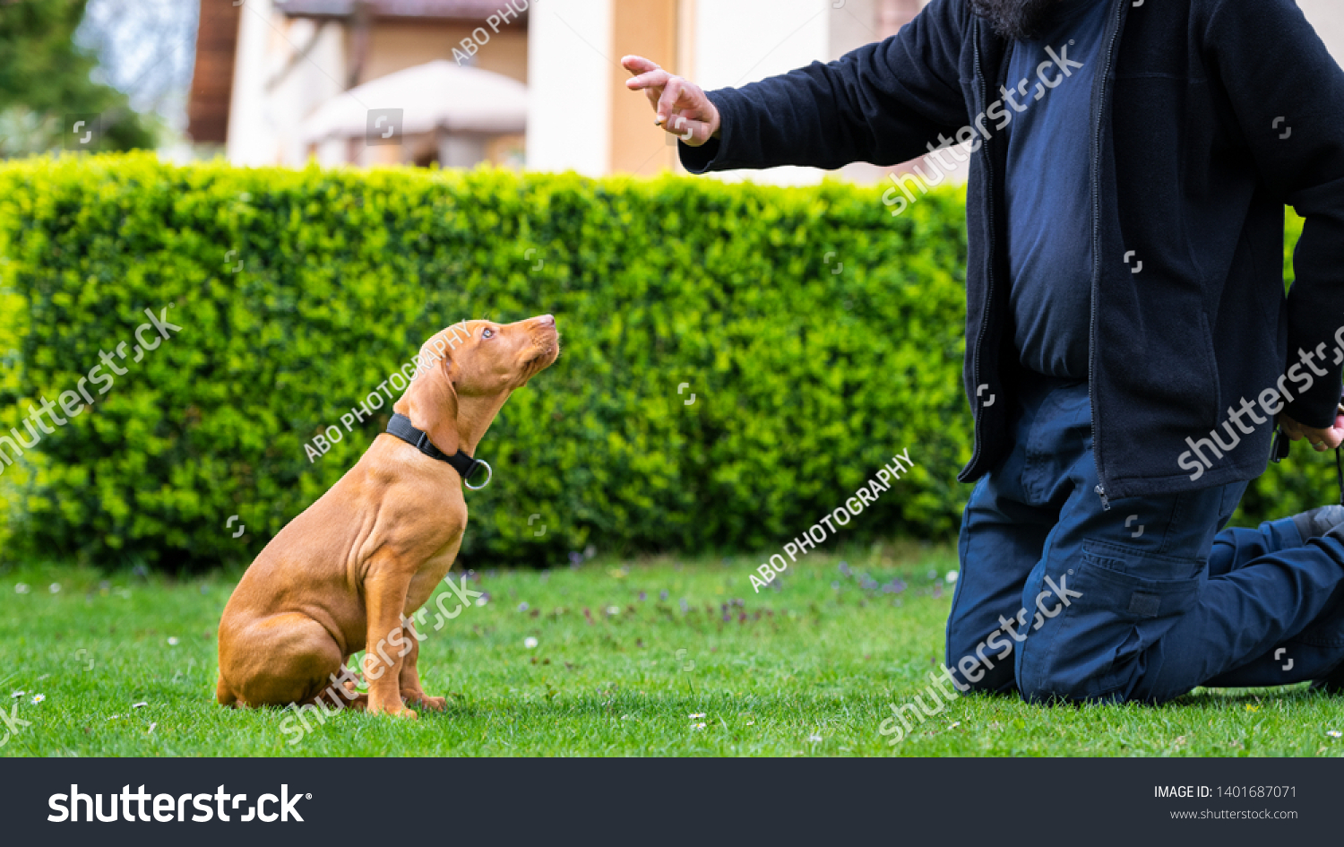 Obedience training. Man training his vizsla puppy the Sit Command using treats. #1401687071