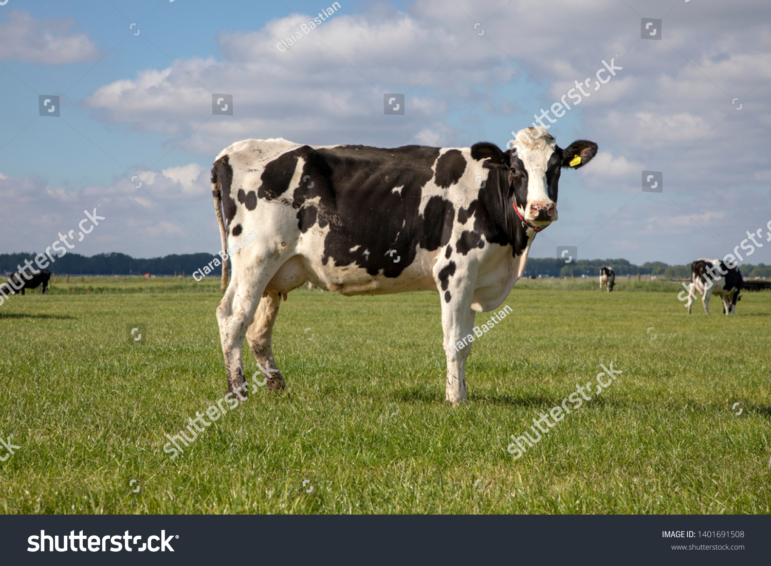 Black pied cow, friesian holstein, in the Netherlands, standing on green grass in a meadow, pasture, at the background a few cows, yellow ear tags and a blue sky. #1401691508