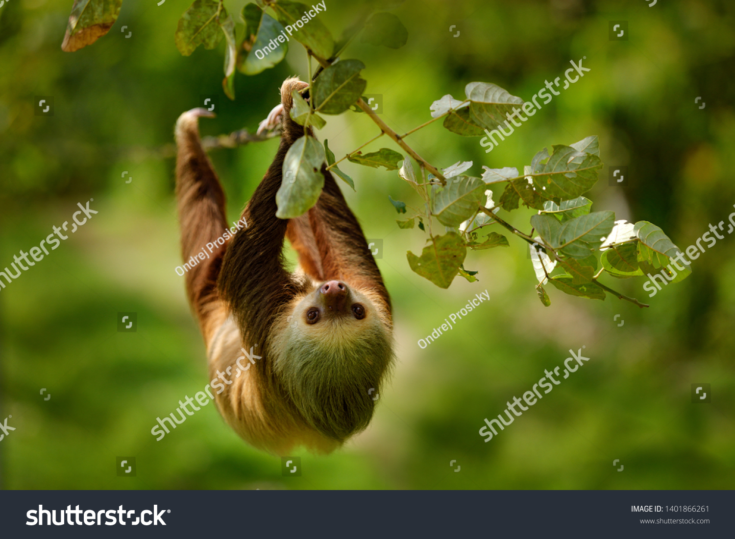 Sloth in nature habitat. Beautiful Hoffman’s Two-toed Sloth, Choloepus hoffmanni, climbing on the tree in dark green forest vegetation. Cute animal in the habitat, Costa Rica. Wildlife in jungle. #1401866261