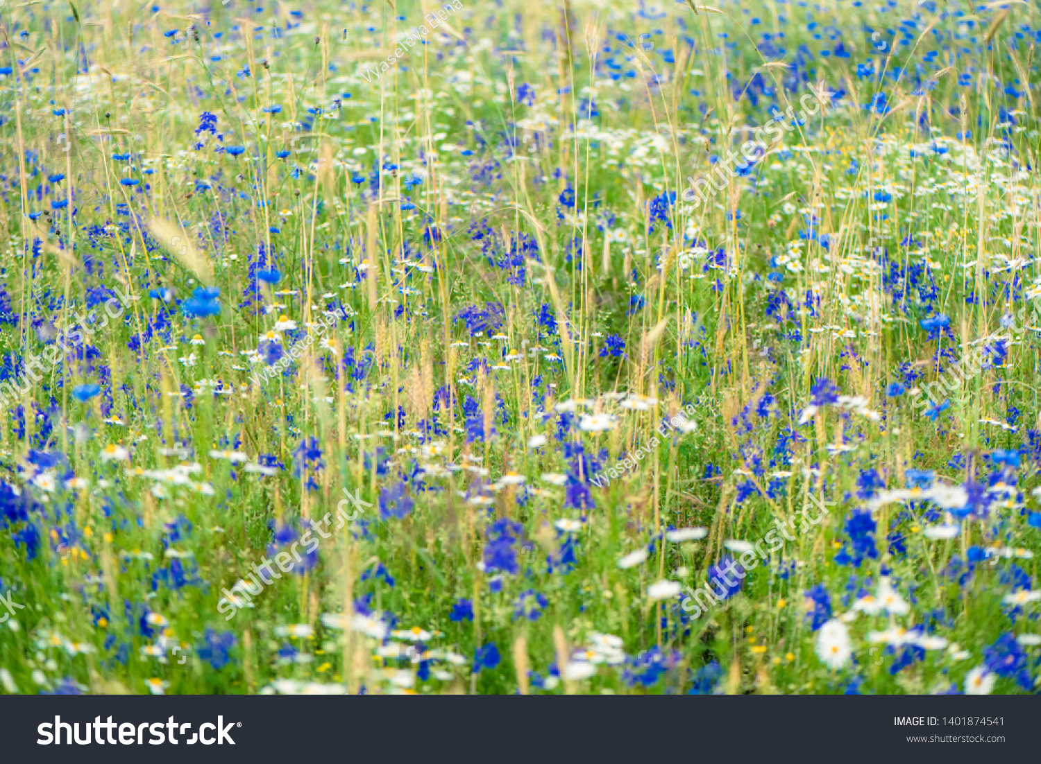 Russian field, summer landscape, cornflowers and chamomiles, ears of wheat. Summer flowers on the meadow. Wildflower meadow, flower meadow, wildflowers #1401874541