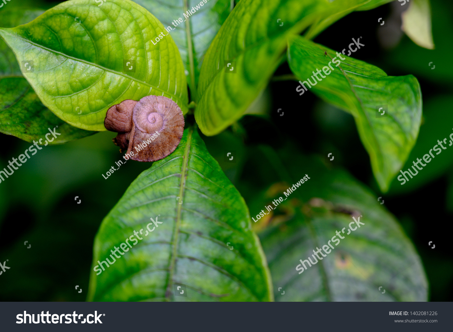 Tree Snail on leaves in El Yunque National Forest, Puerto Rico #1402081226