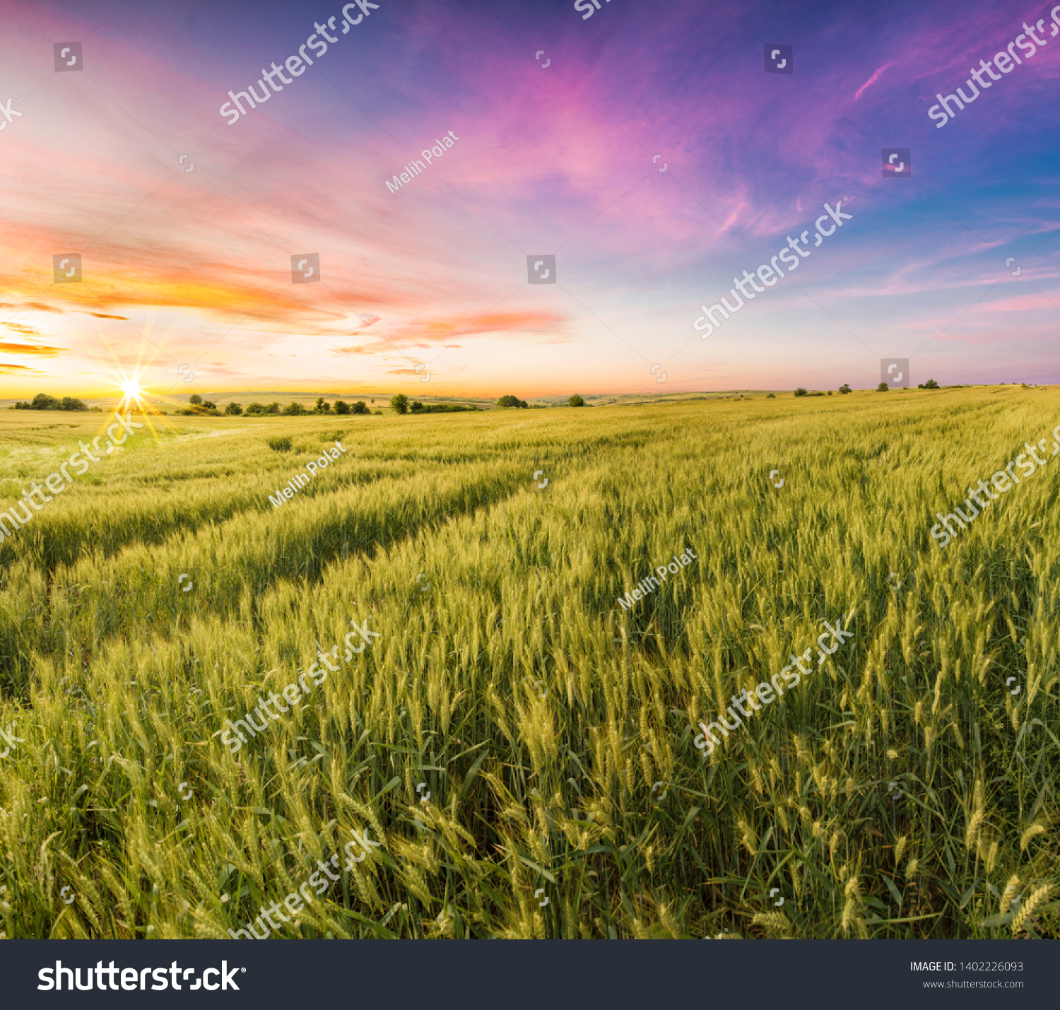 Lovely Panoramic Photo of a Wheat Field at Sunset Time #1402226093
