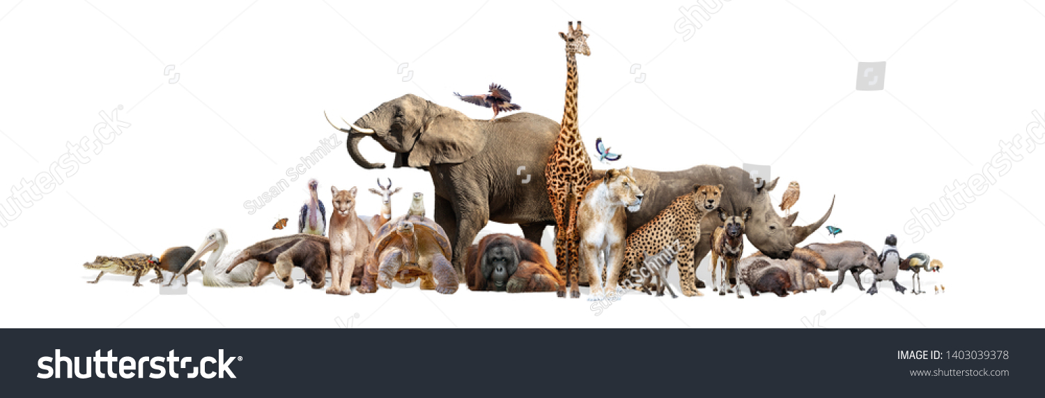 Large group of wild zoo animals together on horizontal web banner with room for text in white space #1403039378