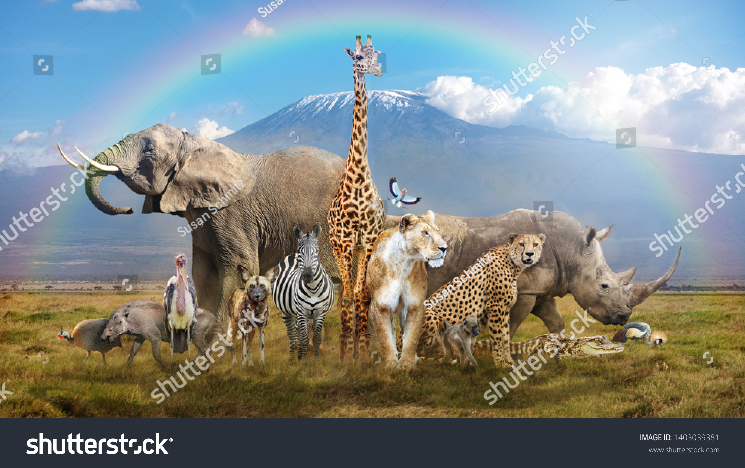 Large group of African wildlife animals in a magical bream scene with snow-capped Mt Kilimanjaro in background and rainbow overhead #1403039381