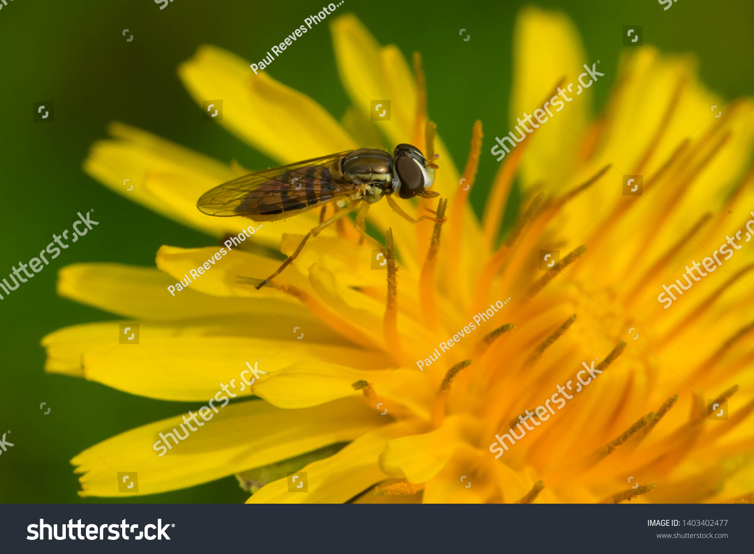 A Margined Calligrapher is collecting nectar from a yellow dandelion flower. Rosetta McClain Gardens, Toronto, Ontario, Canada. #1403402477
