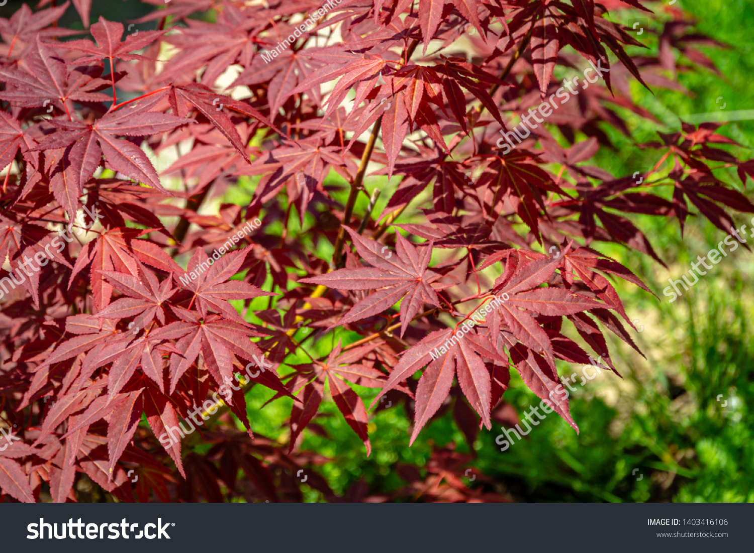Close-up of graceful red leaves of Japanese Maple, Acer palmatum Atropurpureum tree with purple leaves in beautiful spring garden #1403416106