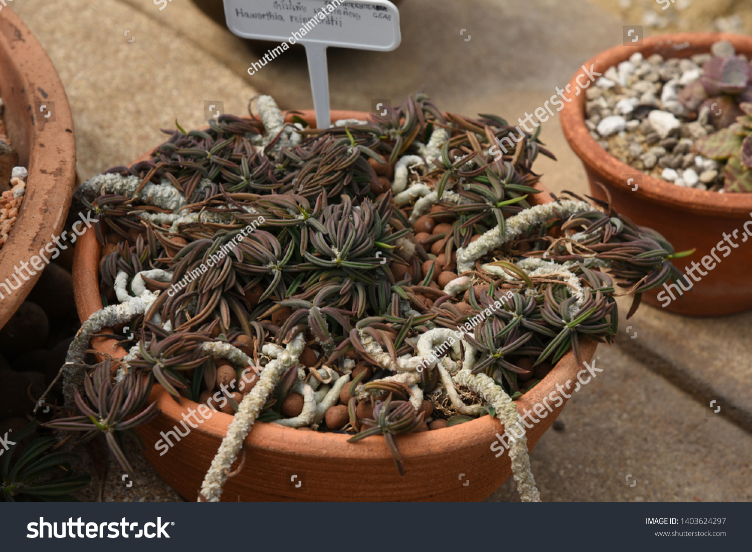 Haworthia  Succulent creepers, stems, short stems spread out into a halo. They are branching in large numbers, green sprouts when mature to brown. #1403624297