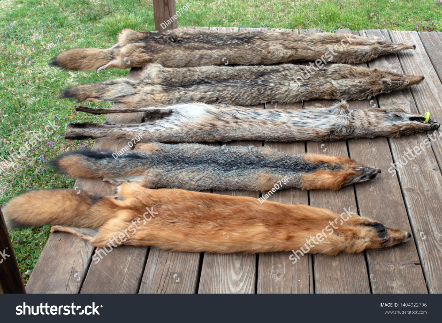 After trapping season, predator animal pelts are displayed on the backyard deck in Missouri. The furs will soon go to market. Bokeh effect. #1404922796