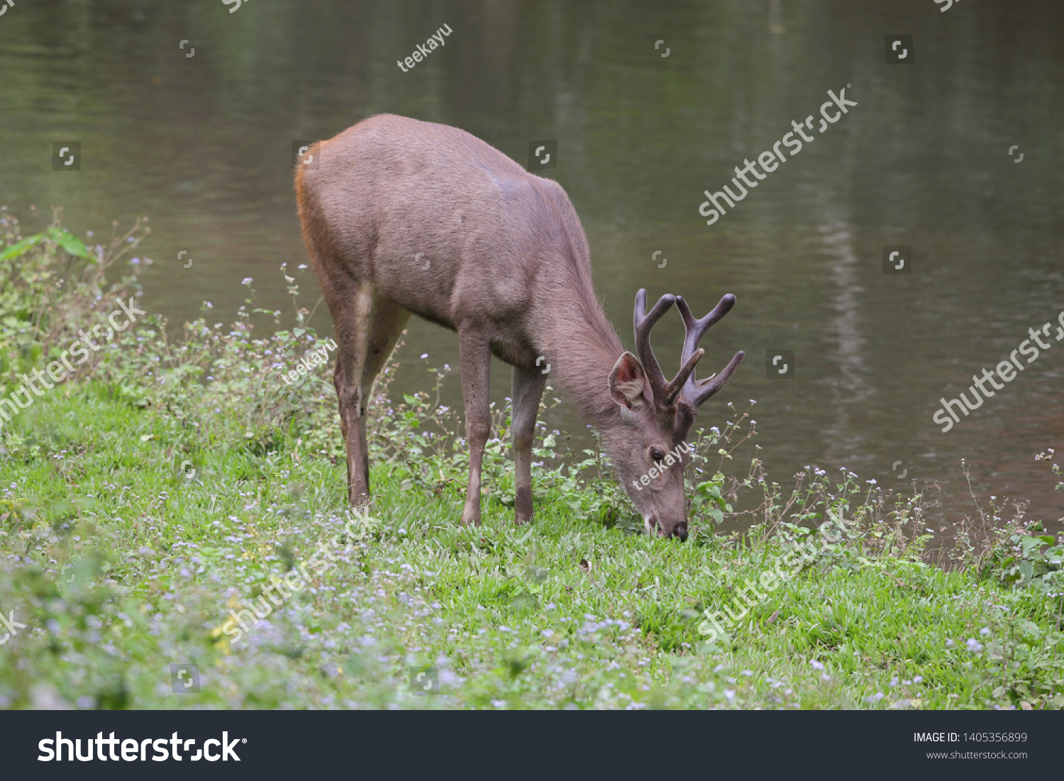 Sambar deer Rusa unicolor Cervus unicolor #1405356899